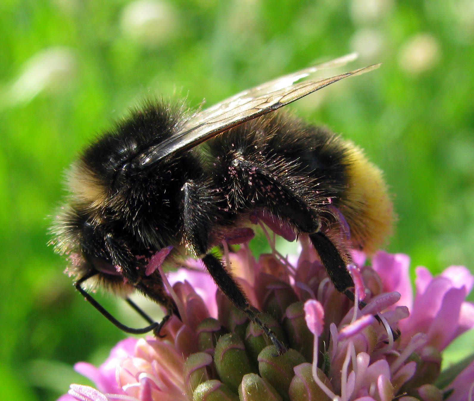 Bombus da identificare (per quanto possibile)